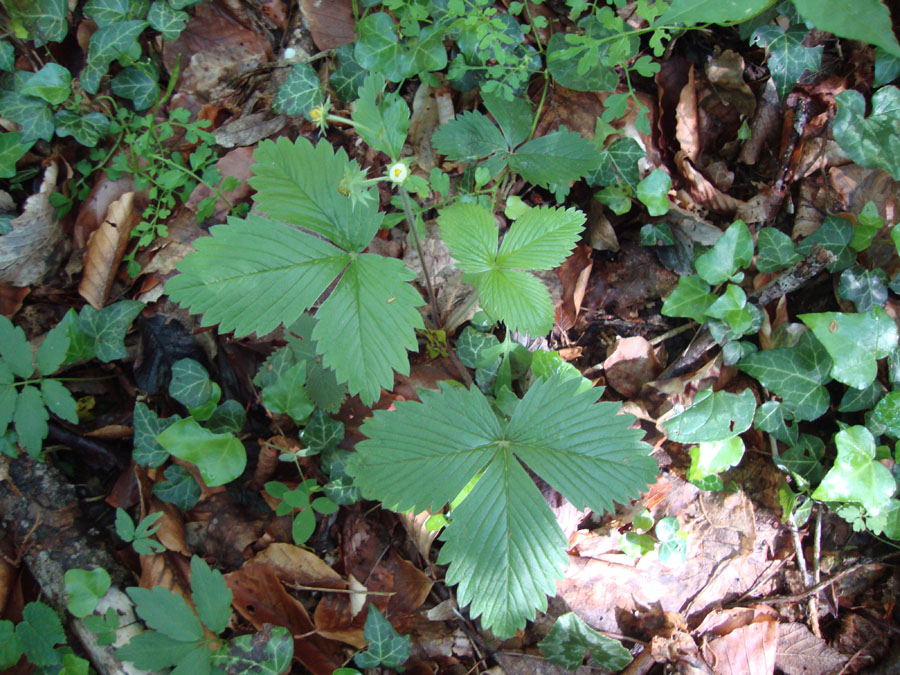 Fragaria cfr. vesca